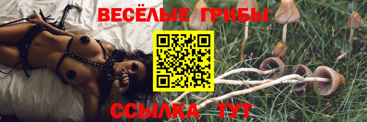 Сыктывкар  Галлюциногенные грибы Psilocybe  Вход с VPN 