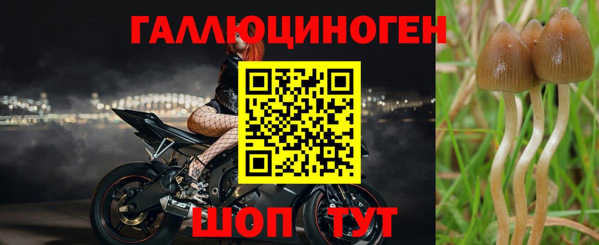 Галлюциногенные грибы GOLDEN TEACHER Сыктывкар